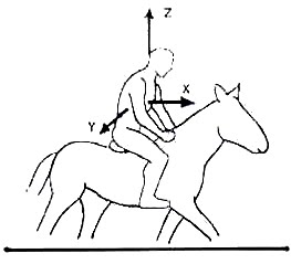 Gli effetti di sottopancia e sella sul movimento del cavallo